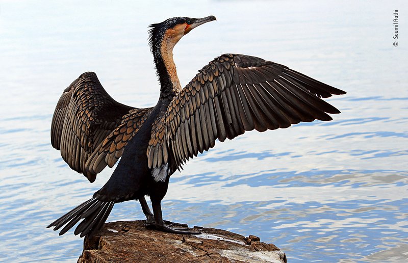 Cormorant
