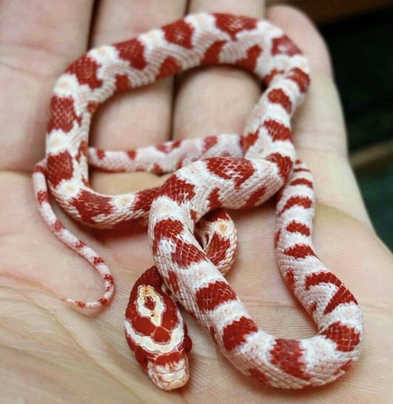 Corn Snake Morphs: Most Popular Colors And Patterns