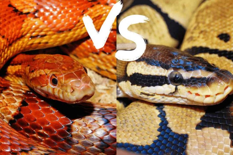 Corn Snake Vs Ball Python: Which Pet Snake Is Better?