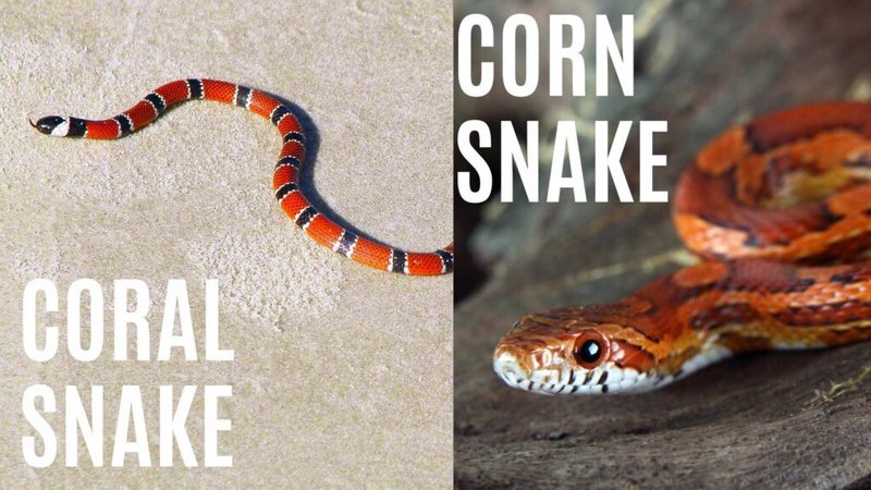Corn Snake Vs. [Similar Species] - How They Compare