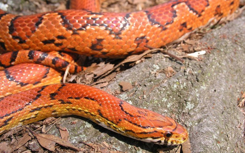 Corn Snake