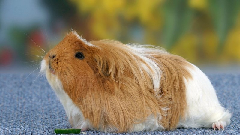 Coronet Guinea Pig Overview: Appearance, Personality, And Grooming Needs
