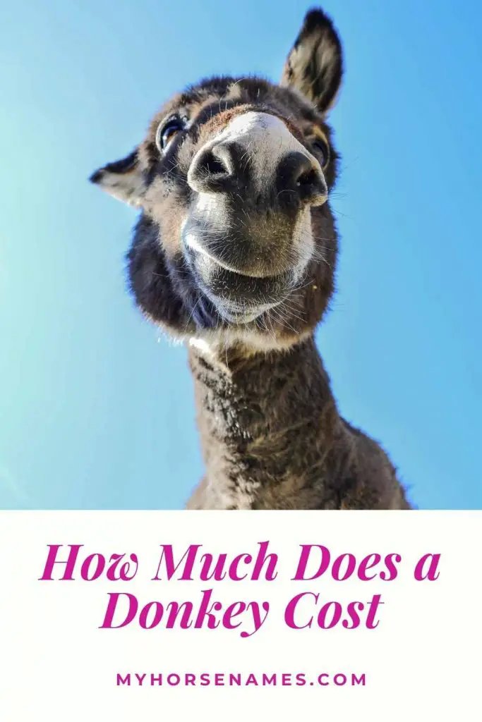 Cost Breakdown: How Much Does It Cost To Own A Donkey?