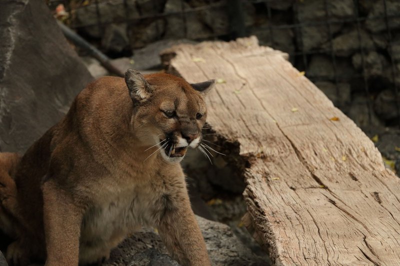 Cougar