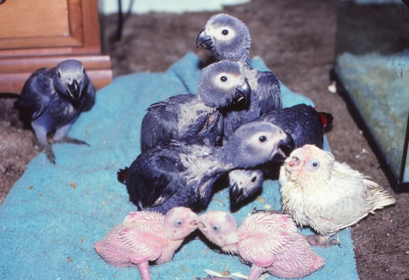 Courtship And Mating Rituals Of The African Grey Parrot