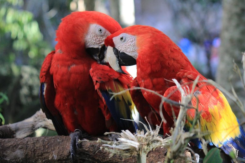 Courtship And Mating Rituals Of The Amazon Parrot
