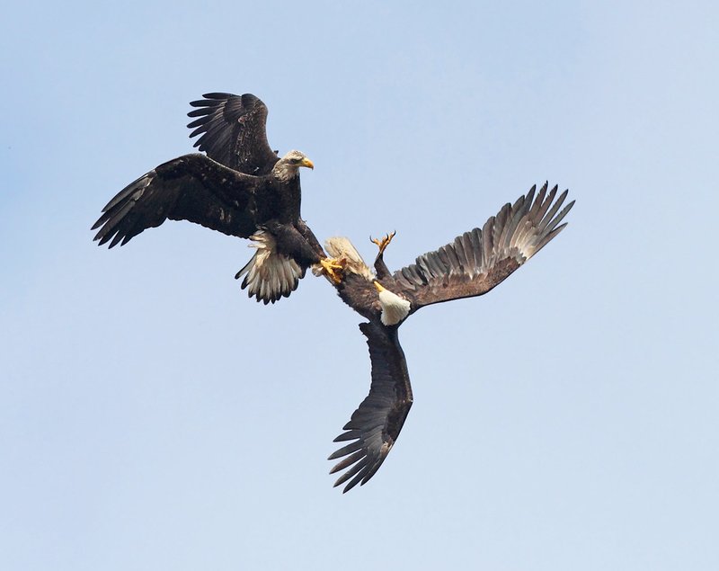Courtship And Mating Rituals Of The Bald Eagle