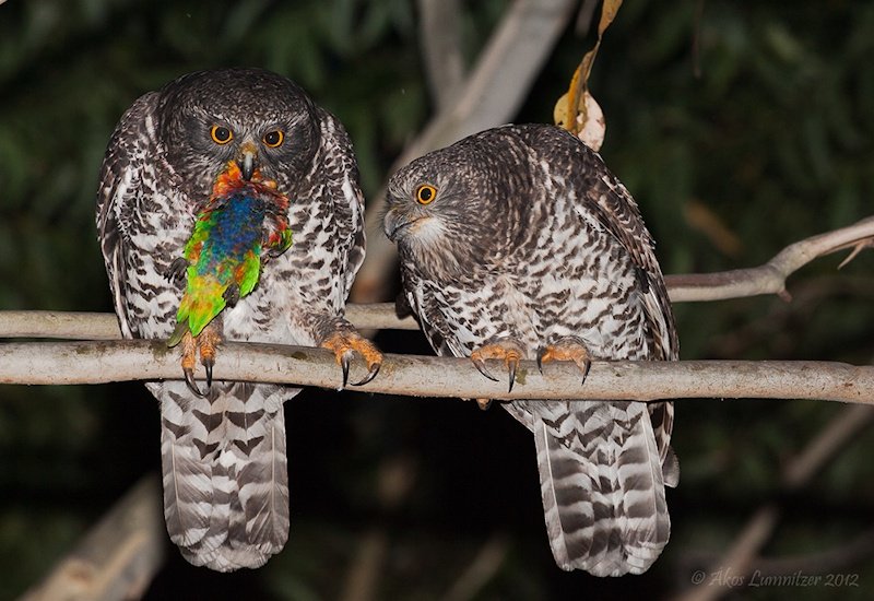 Courtship And Mating Rituals Of The Barn Owl