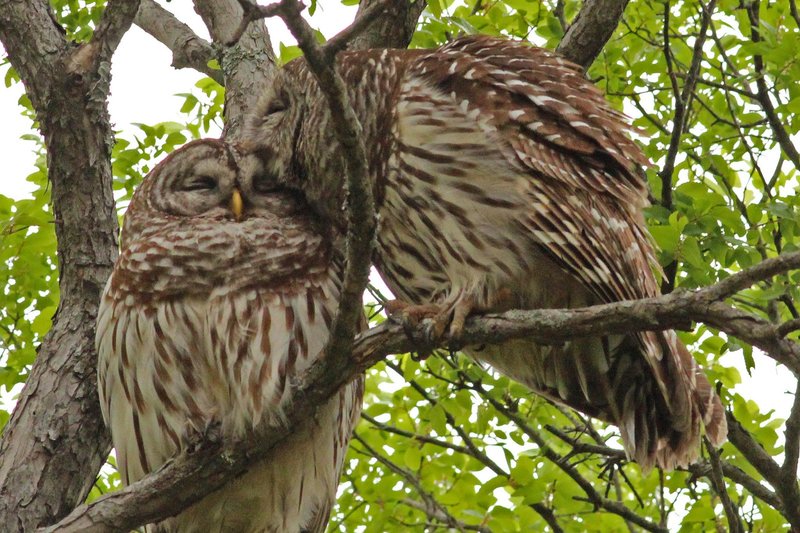 Courtship And Mating Rituals Of The Barred Owl