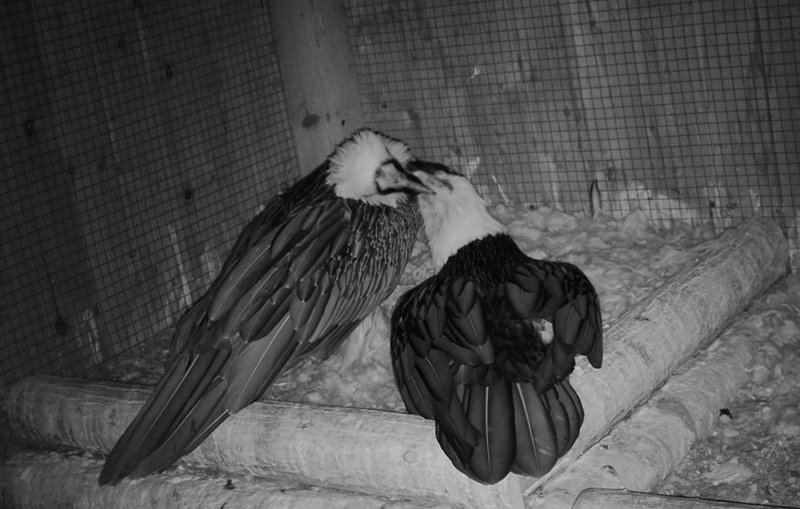Courtship And Mating Rituals Of The Bearded Vulture