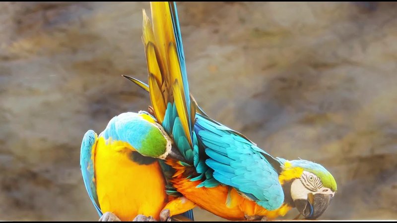 Courtship And Mating Rituals Of The Blue-And-Yellow Macaw