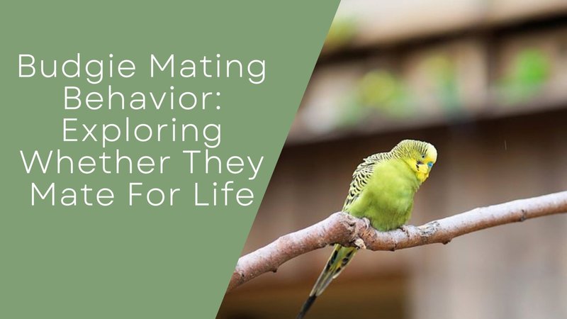 Courtship And Mating Rituals Of The Budgie