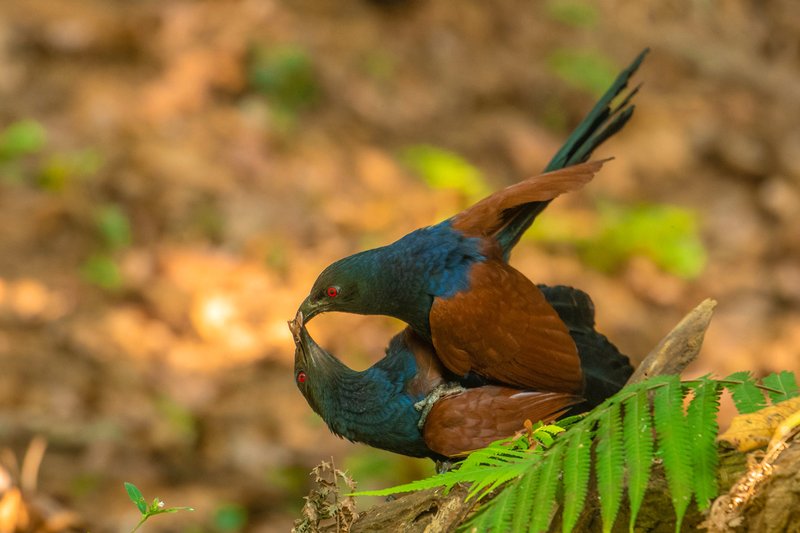 Courtship And Mating Rituals Of The Canary