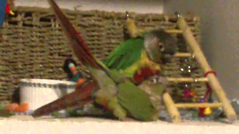 Courtship And Mating Rituals Of The Conure