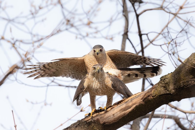 Courtship And Mating Rituals Of The Cooper’S Hawk