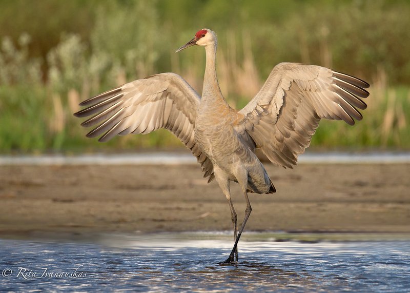 Courtship And Mating Rituals Of The Crane