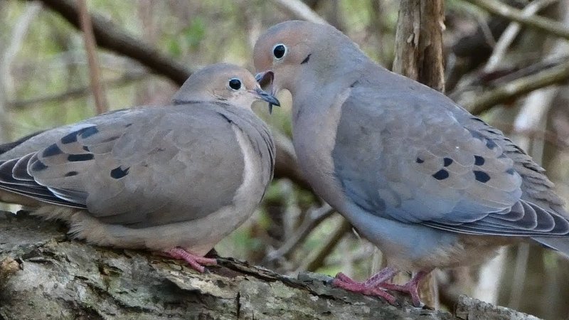 Courtship And Mating Rituals Of The Dove