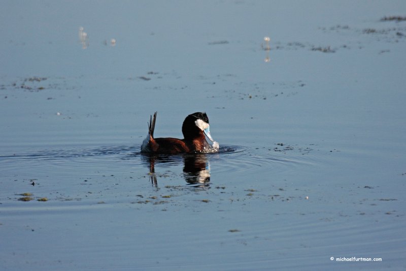 Courtship And Mating Rituals Of The Duck