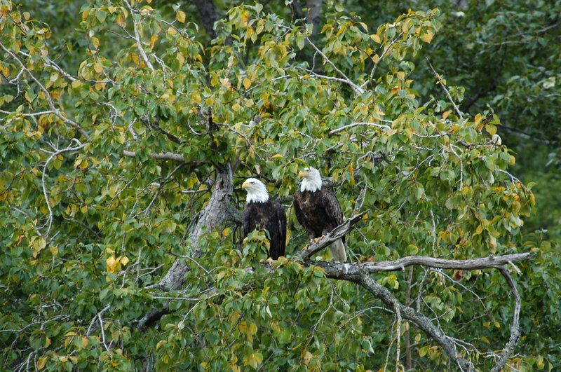 Courtship And Mating Rituals Of The Eagle