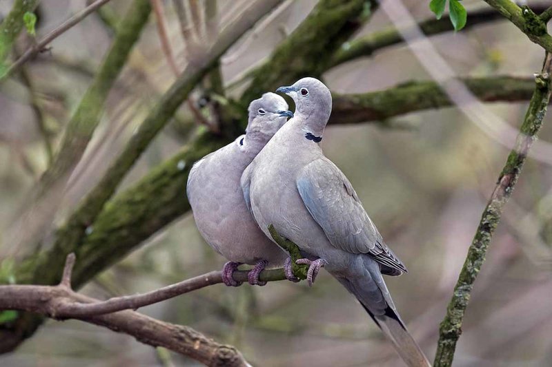 Courtship And Mating Rituals Of The Eurasian Collared Dove