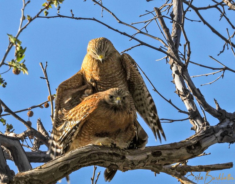 Courtship And Mating Rituals Of The Ferruginous Hawk
