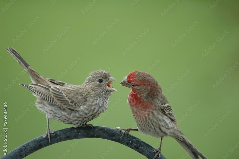 Courtship And Mating Rituals Of The Finch