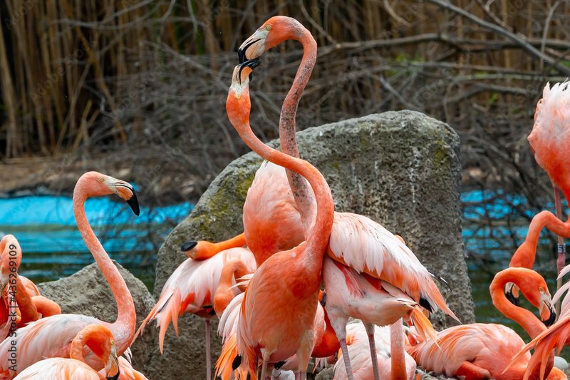 Courtship And Mating Rituals Of The Flamingo