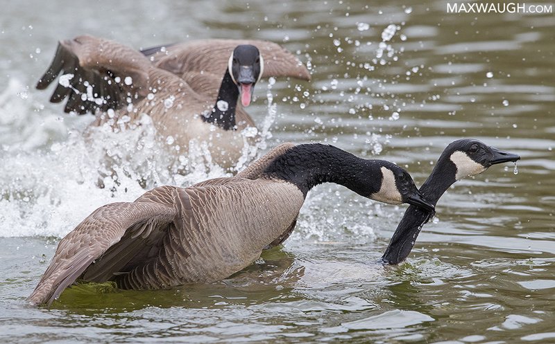 Courtship And Mating Rituals Of The Goose
