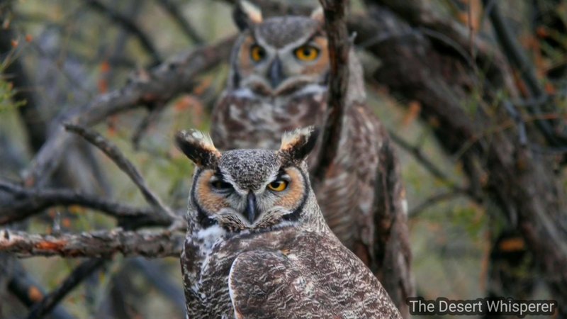 Courtship And Mating Rituals Of The Great Horned Owl