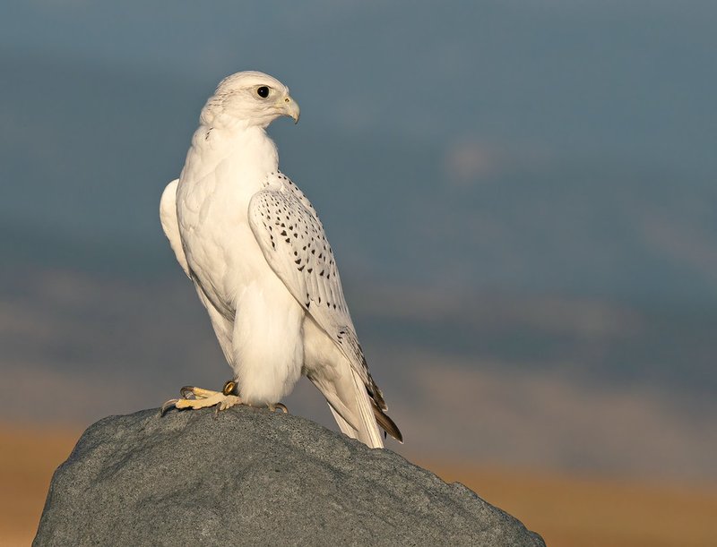 Courtship And Mating Rituals Of The Gyrfalcon