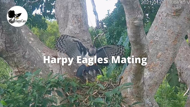 Courtship And Mating Rituals Of The Harpy Eagle