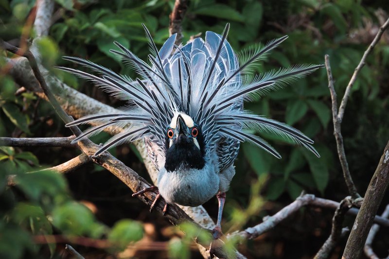 Courtship And Mating Rituals Of The Heron