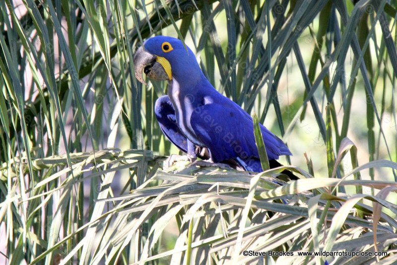 Courtship And Mating Rituals Of The Hyacinth Macaw