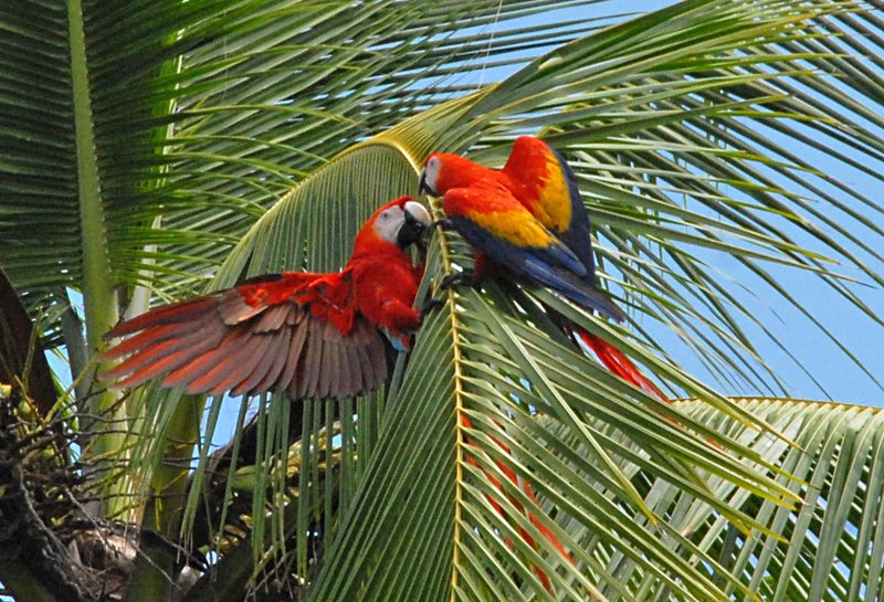 Courtship And Mating Rituals Of The Macaw