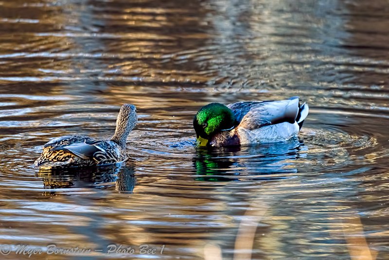 Courtship And Mating Rituals Of The Mallard
