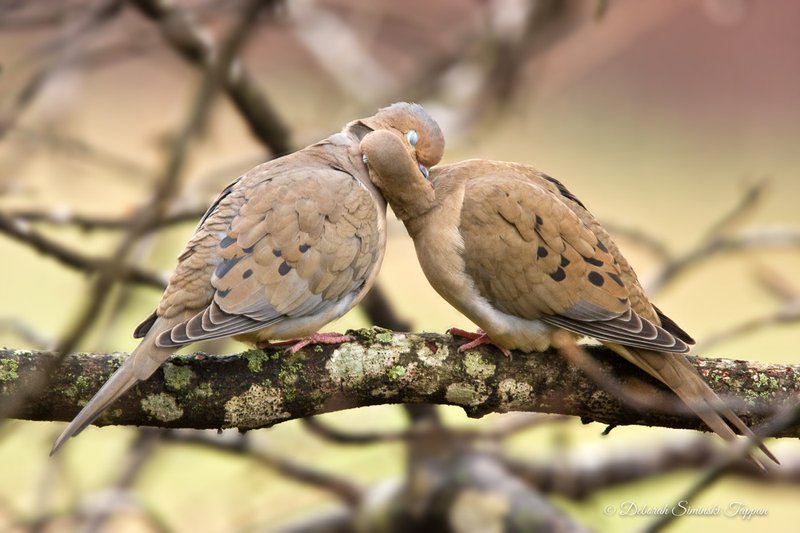 Courtship And Mating Rituals Of The Mourning Dove