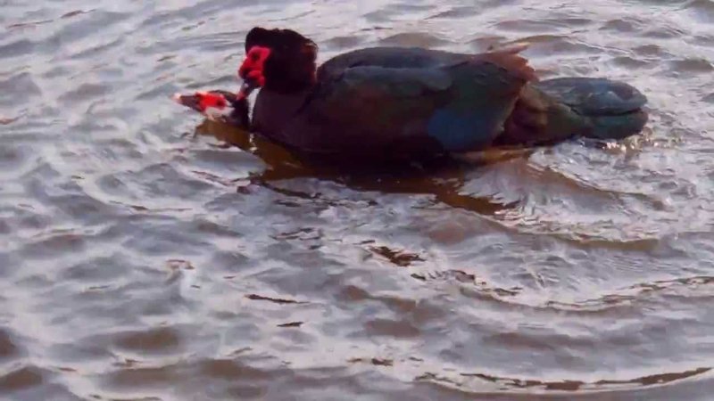 Courtship And Mating Rituals Of The Muscovy Duck