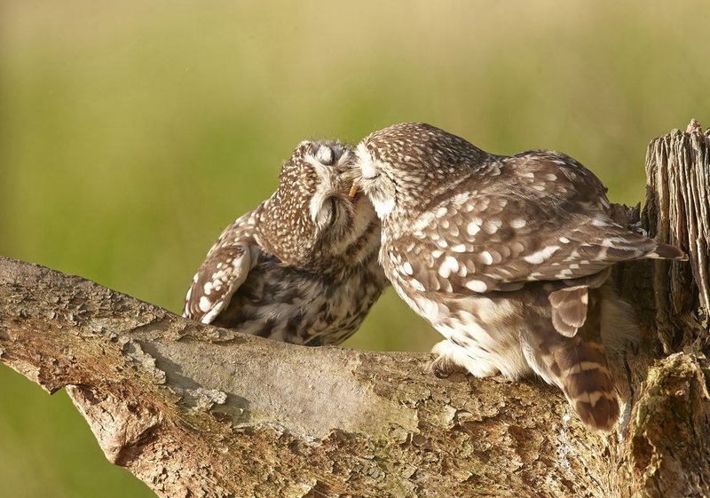 Courtship And Mating Rituals Of The Owl