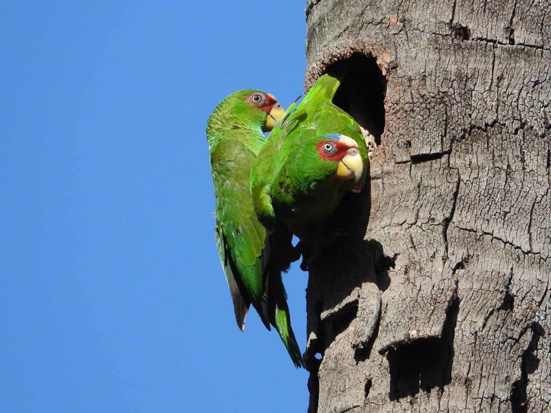 Courtship And Mating Rituals Of The Parrot