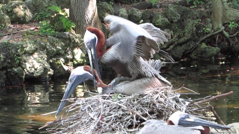 Courtship And Mating Rituals Of The Pelican
