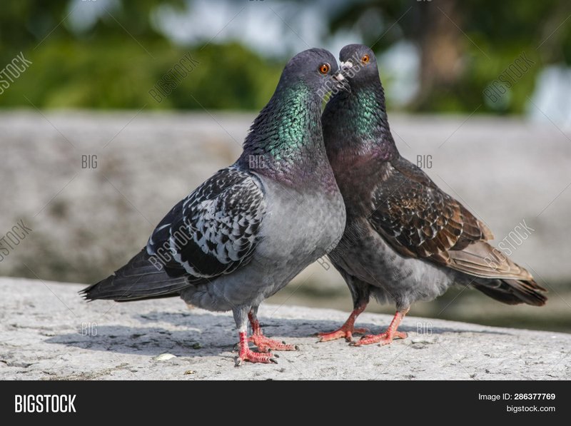 Courtship And Mating Rituals Of The Pigeon
