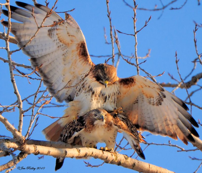 Courtship And Mating Rituals Of The Red-Tailed Hawk