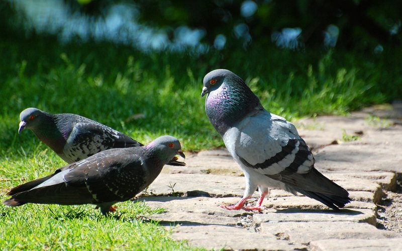 Courtship And Mating Rituals Of The Rock Pigeon