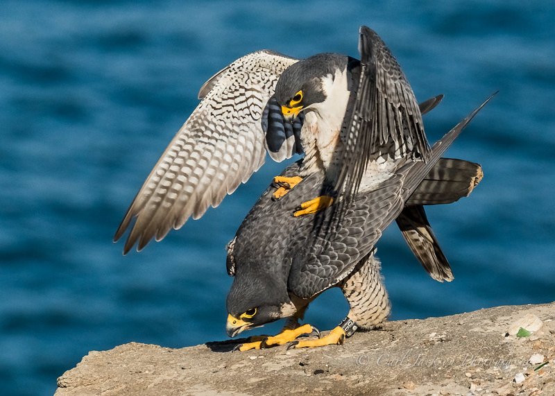 Courtship And Mating Rituals Of The Saker Falcon