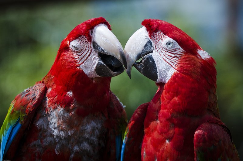 Courtship And Mating Rituals Of The Scarlet Macaw