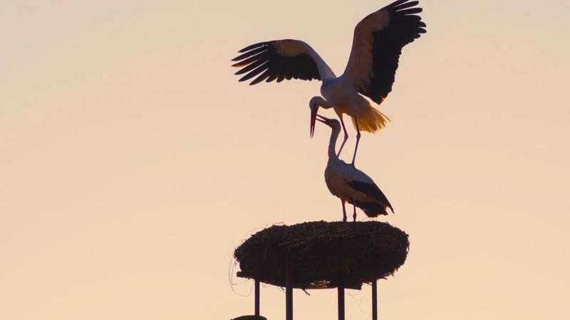Courtship And Mating Rituals Of The Stork
