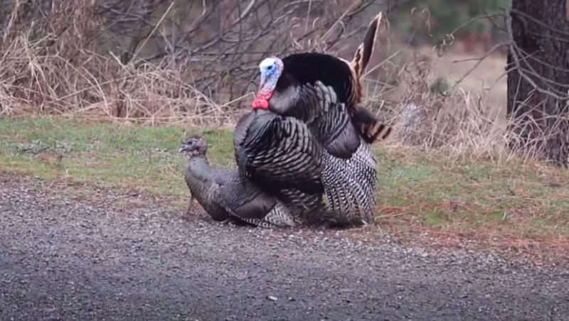 Courtship And Mating Rituals Of The Turkey Vulture