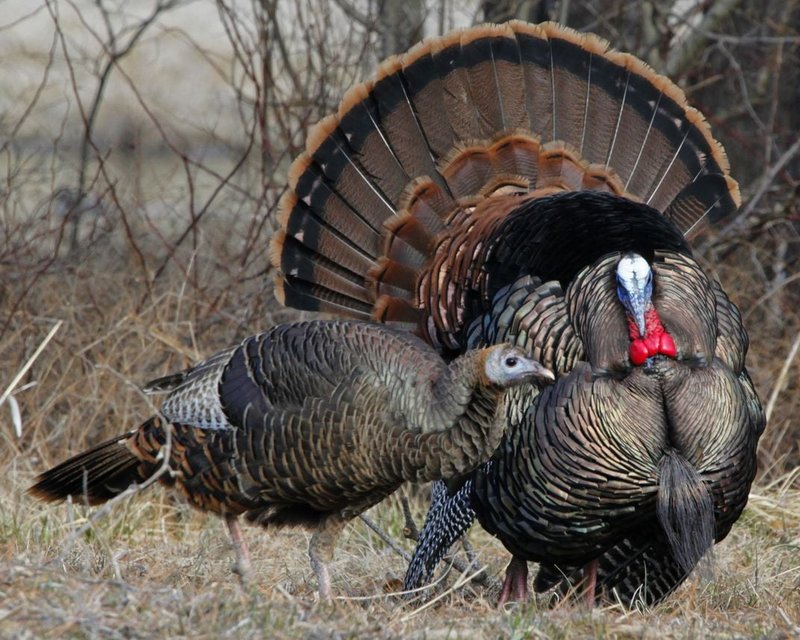 Courtship And Mating Rituals Of The Turkey