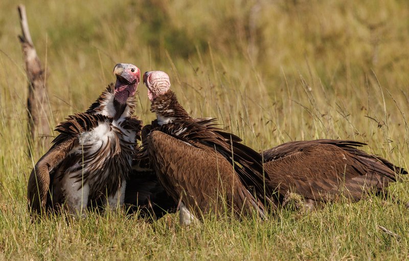 Courtship And Mating Rituals Of The Vulture