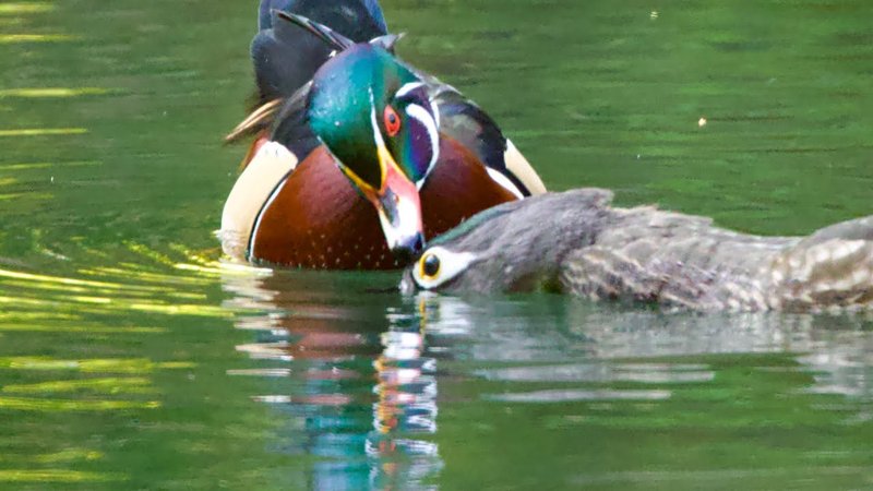 Courtship And Mating Rituals Of The Wood Duck